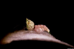 Sushi shrimp
Location : Romblon Philippines
Canon 5dsr
... by Yung Sen Wu 
